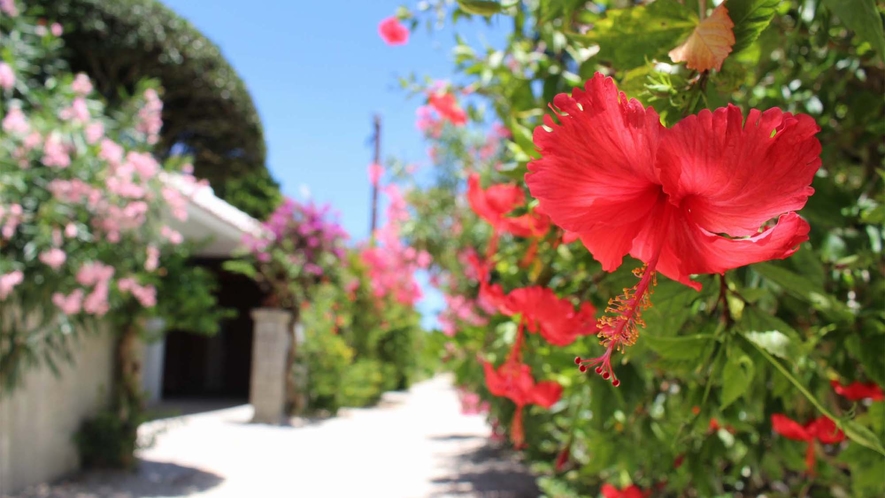 ・夏を彩る南国のお花　ハイビスカス