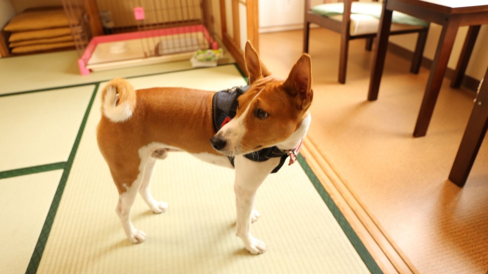【平日限定】愛犬連れ旅行を応援！11時チェックアウト＆2匹目割引付きペット同伴プラン（朝食付）