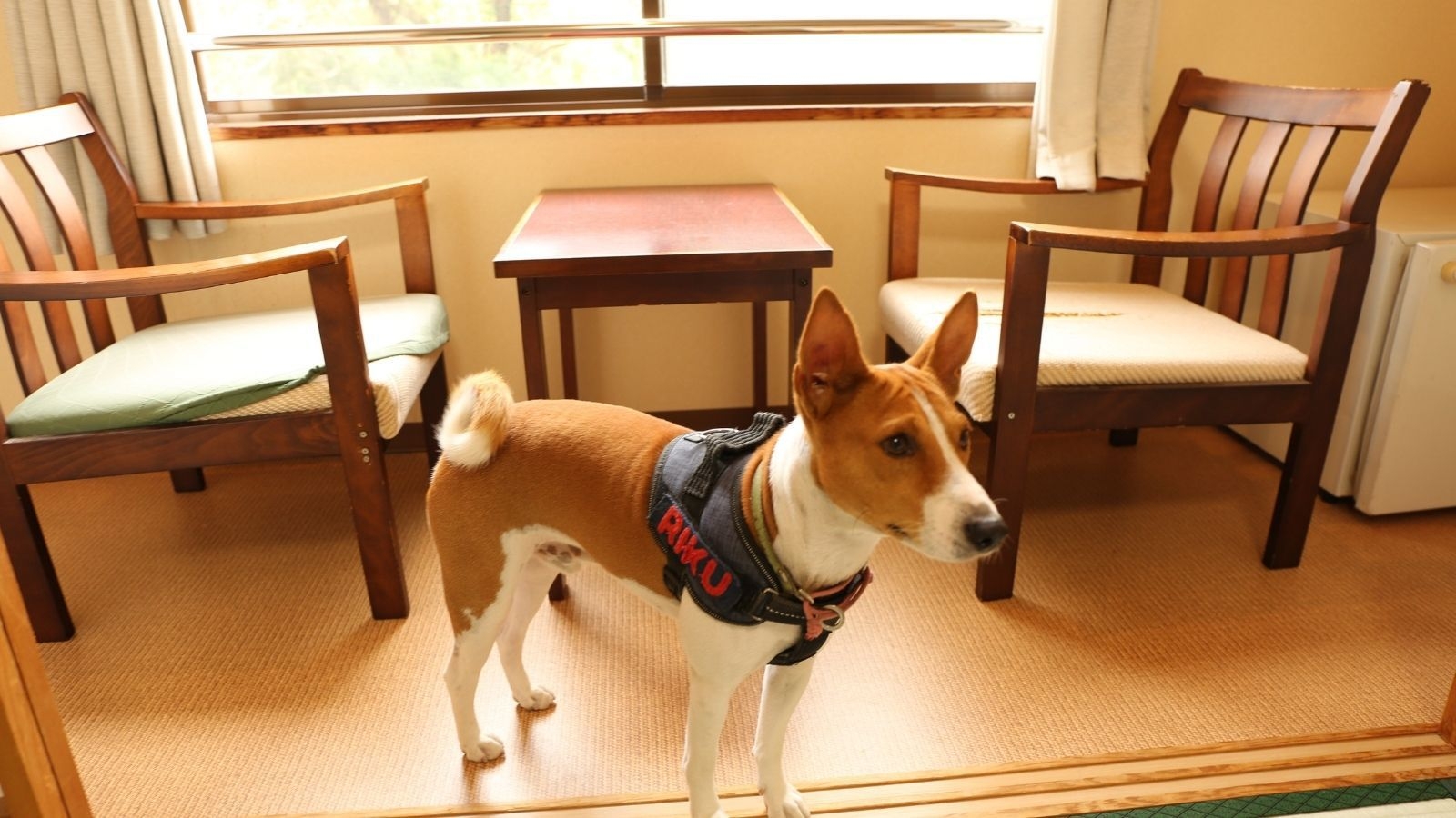 【楽天スーパーSALE】【無料朝食付き｜ペット同伴向け】ペット同伴可の和室で愛犬とステイ｜専用フロア