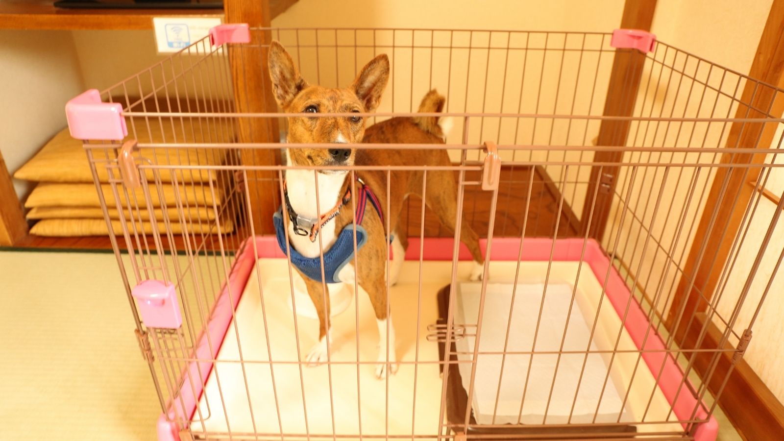 ペット同伴客室