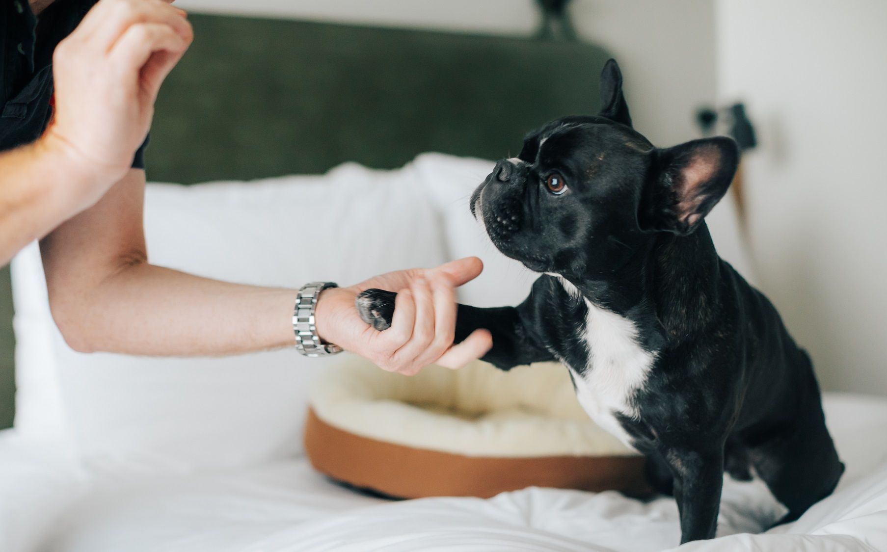Dog Lovers プラン★　ワンちゃんと一緒にモクシー大阪新梅田へ泊まろう！ワンちゃんおやつ付！