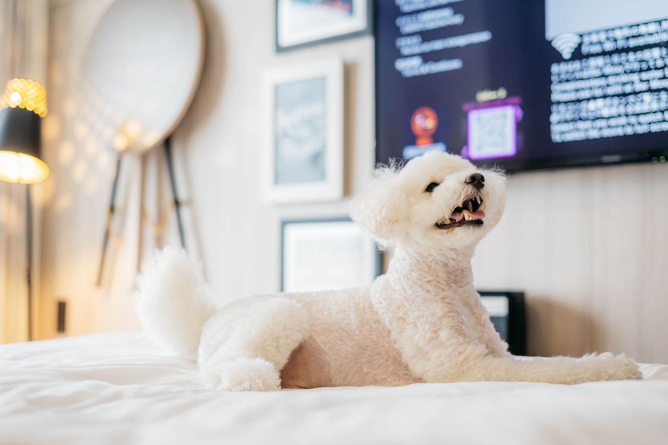Dog Lovers プラン★　ワンちゃんと一緒にモクシー大阪梅田へ泊まろう！ワンちゃんおやつ付！