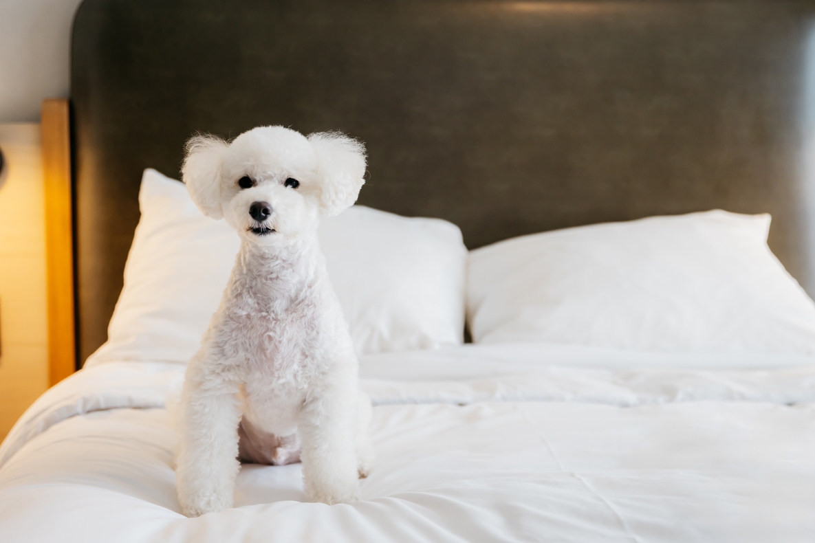 Dog Lovers プラン★　ワンちゃんと一緒にモクシー大阪梅田へ泊まろう！ワンちゃんおやつ付！