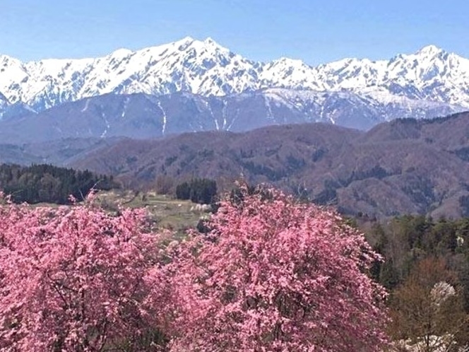ここ小川村の桜の名所！立屋の桜