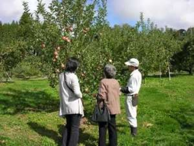 小川村の成就地区のりんご園