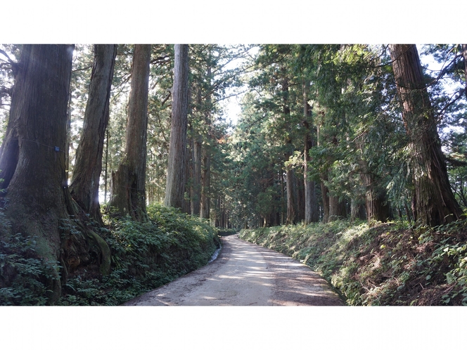 ◇日光杉並木◇世界最長の並木道としてギネスブックにも登録されています　徒歩1分
