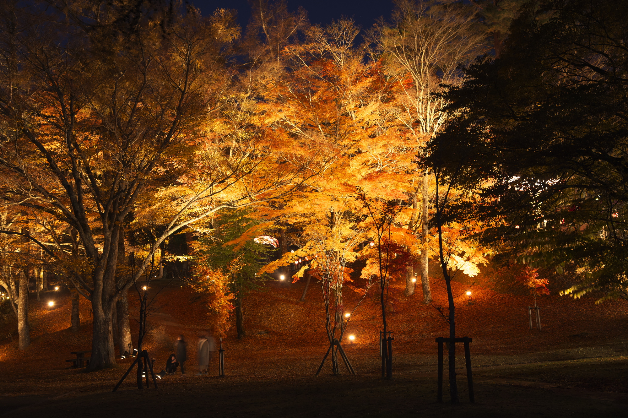 山中湖紅葉のライトアップ