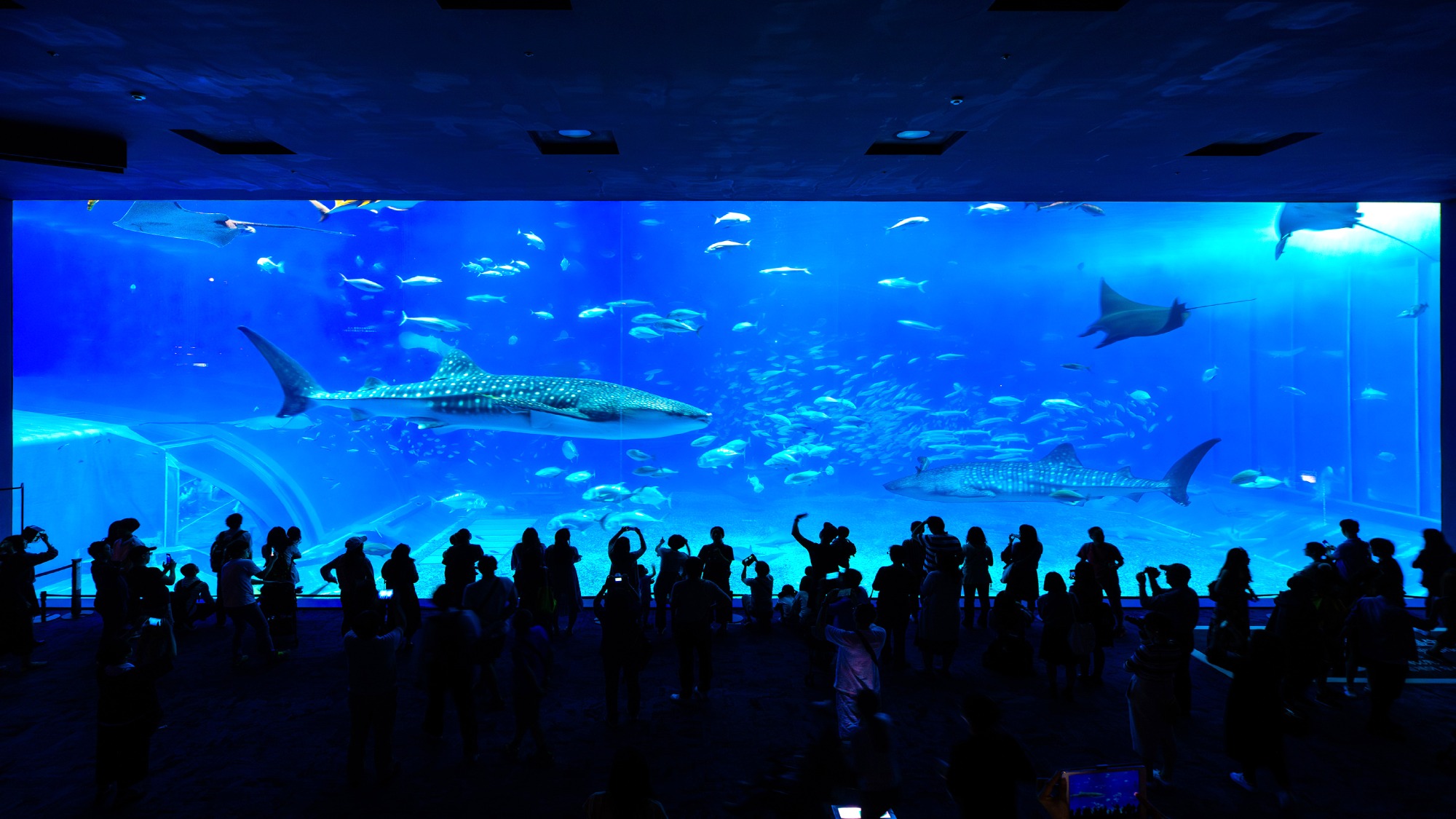 ・【美ら海水族館】ジンベエザメやナンヨウマンタをはじめとする魚たちの群泳をご覧いただけます