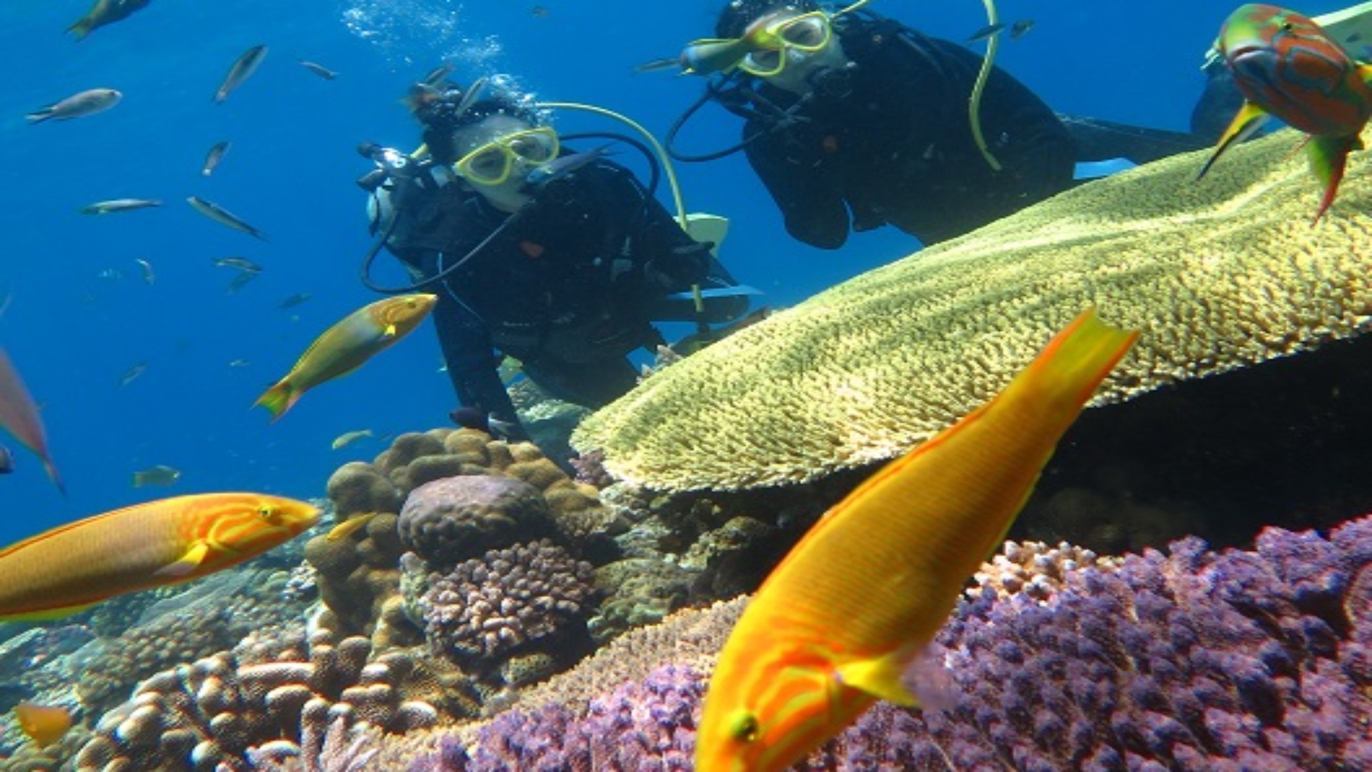 ・【水納島】カラフルな珊瑚に囲まれ、様々な魚たちが姿を見せます