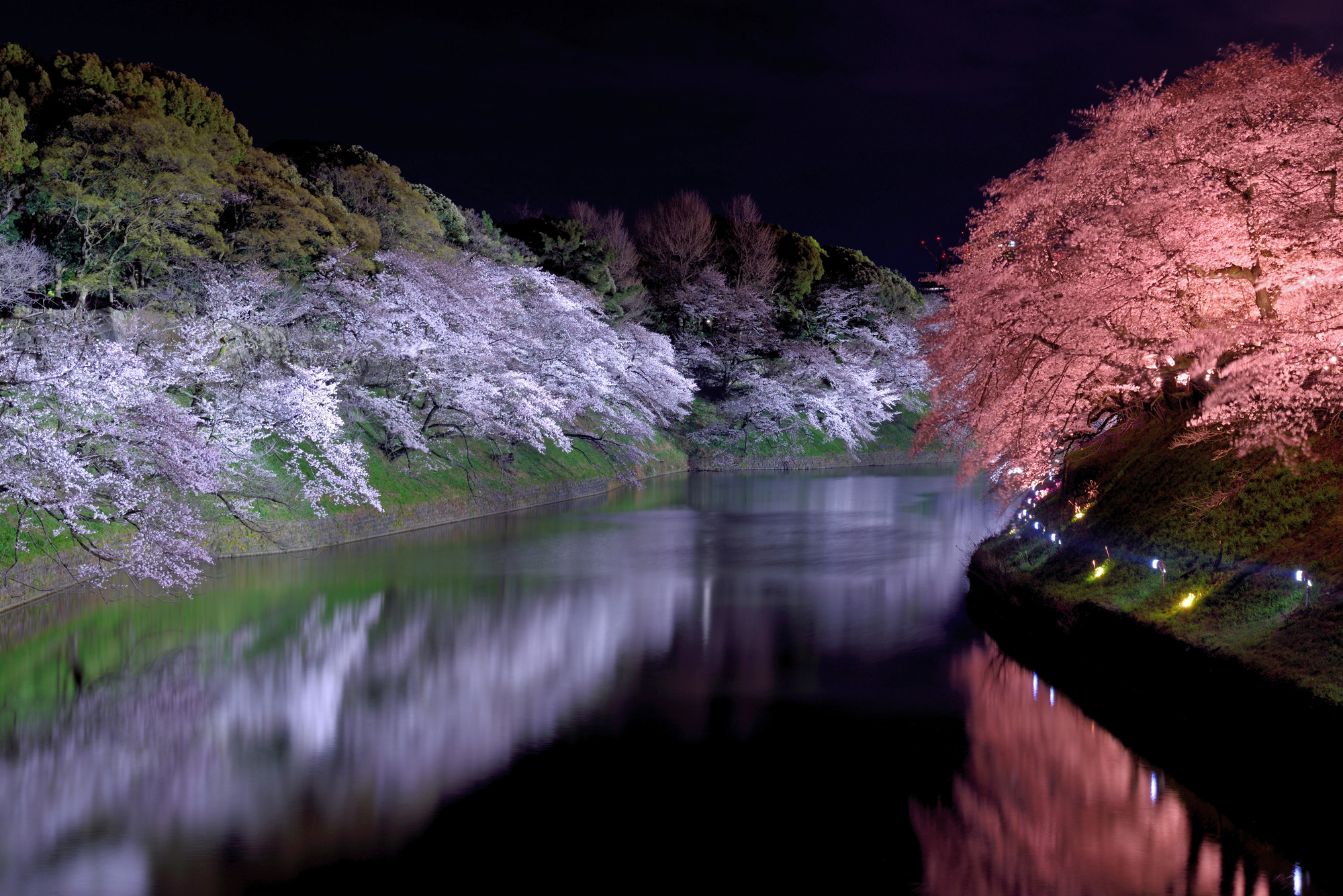 千鳥ヶ淵の夜桜