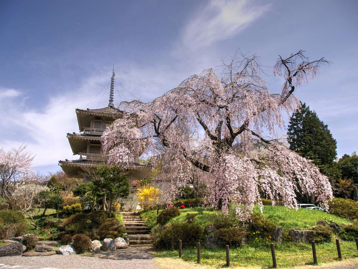写真提供：宮崎県観光協会　浄専寺しだれ桜