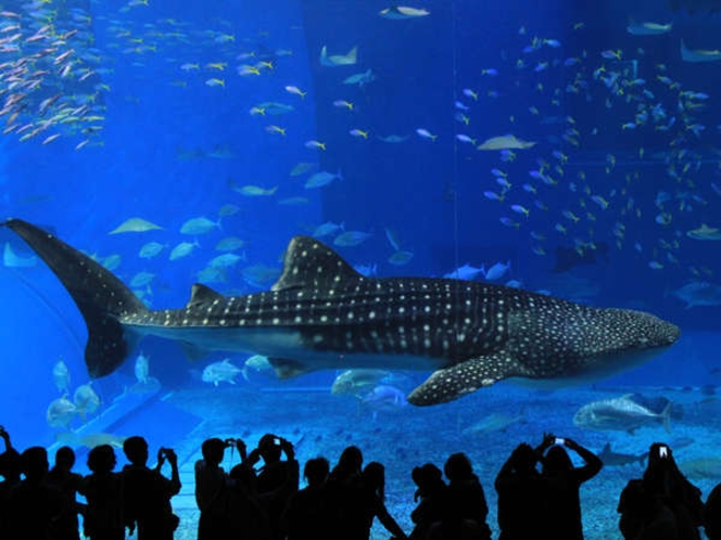 沖縄を代表する人気スポット「美ら海水族館」悠々と泳ぐジンベイザメ
