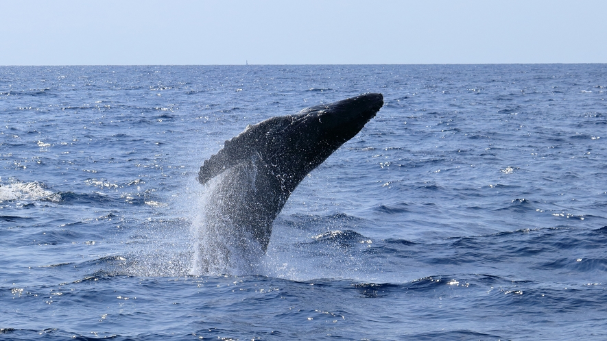 【周辺観光地】毎年やってくるザトウクジラ、ホエールウォッチングが出航する泊港はホテルから車で10分
