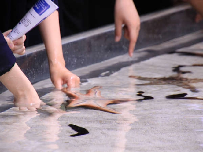 「美ら海水族館」海の小動物に触れる水槽も
