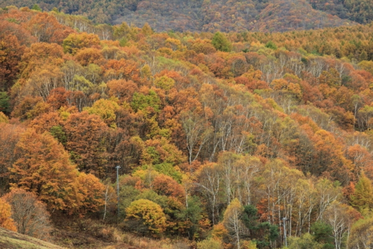 峰の原の紅葉は10月中旬が見頃です