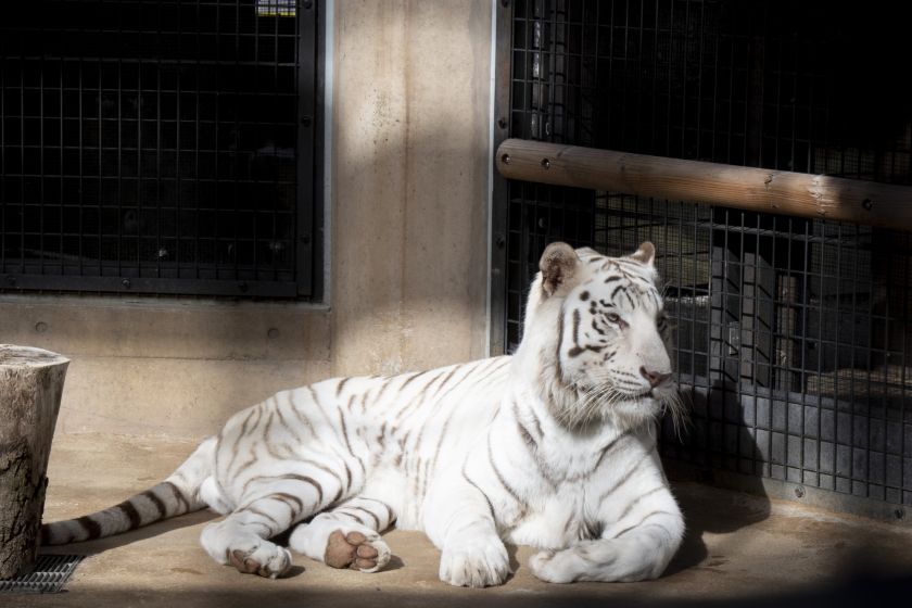 【動物園へGO！】いしかわ動物園入場チケット付プラン＜食事なし＞
