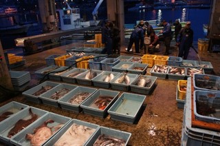 真鶴の魚市場は生産市場