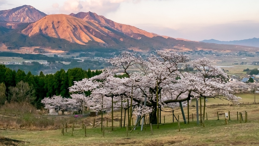 【観音桜】車約1時間5分[写真提供：キロクマ!]