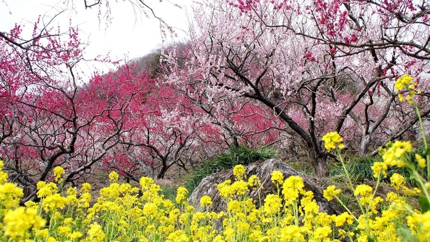 【湯河原梅林「梅の宴」】期間限定特典付〜咲き乱れる4000本の梅林は圧巻〜梅の宴プラン＜1泊2食付＞