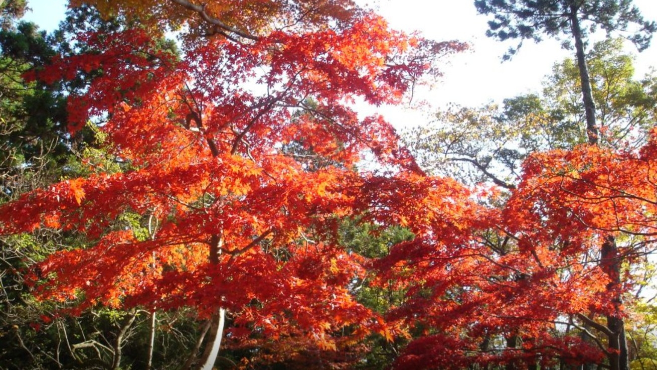 【紅葉シーズン限定】日本酒飲み比べほか嬉しい特典付！本格懐石と温泉を愉しむ秋旅プラン＜2食付＞