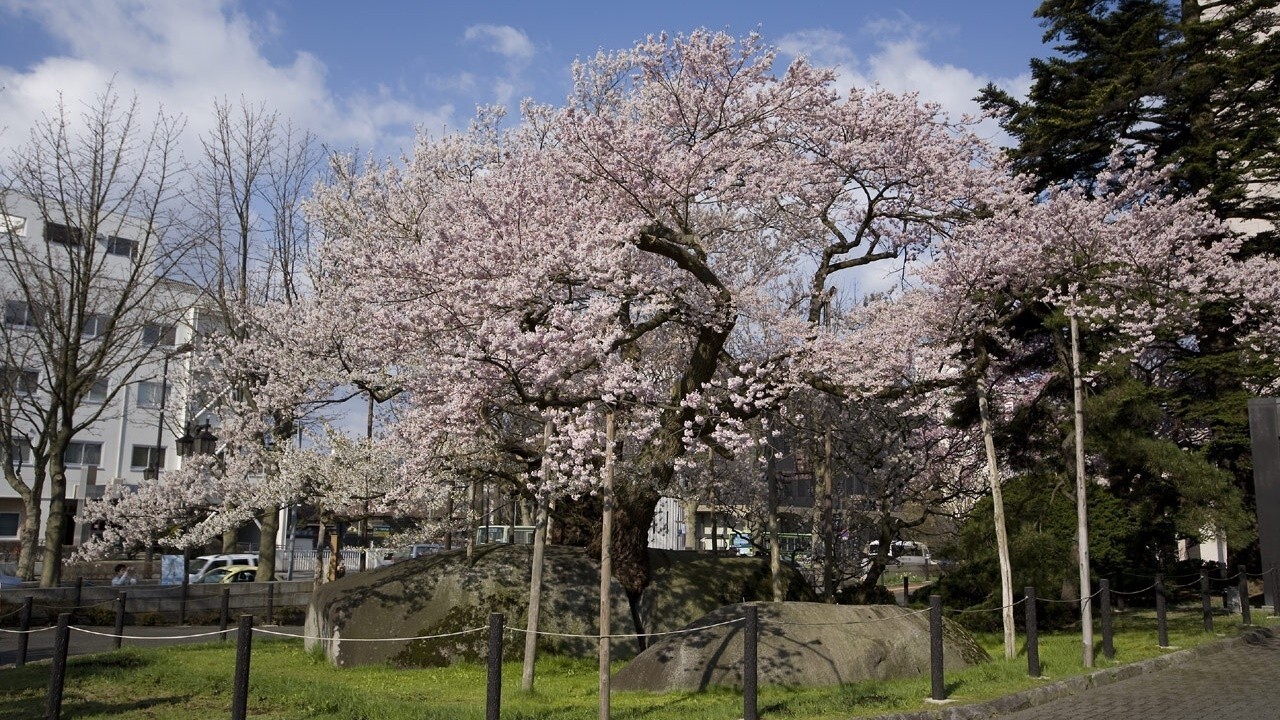 【観光紹介】城山公園（当館から車で55分）