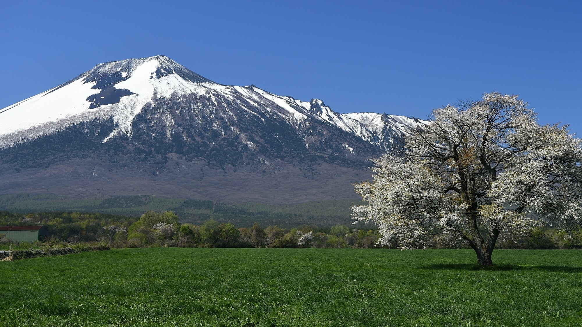 周辺観光│岩手山と上坊の一本桜（車で約50分）