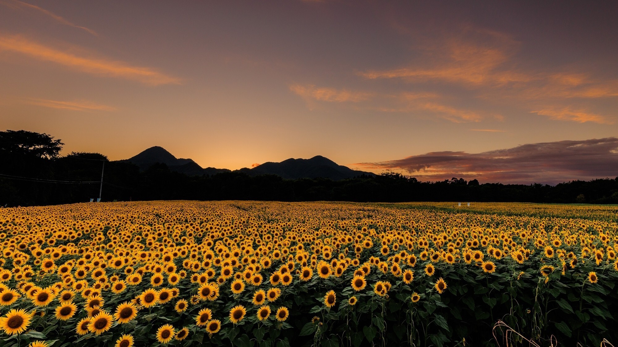 周辺観光│煙山ひまわりパーク（車で約50分）