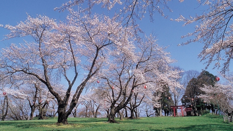 【観光紹介】石割桜（当館から車で50分）