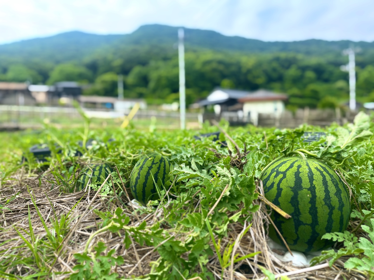 三都の郷