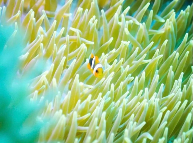 【宮城海岸ダイビング体験】[初心者歓迎]“サンゴのお花畑”へ♪【専属スタッフがご案内】