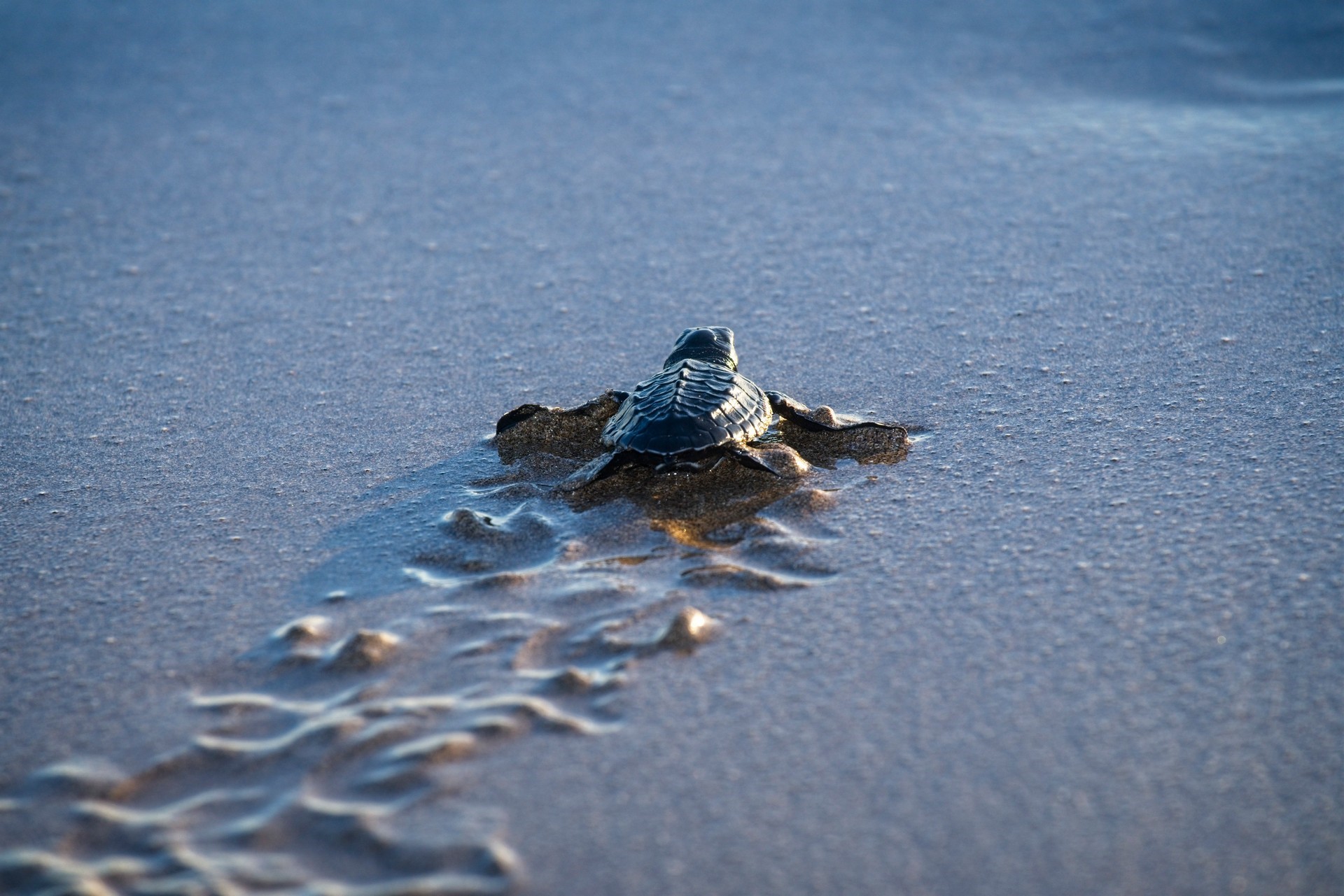 【アクティビティー】turtle release
