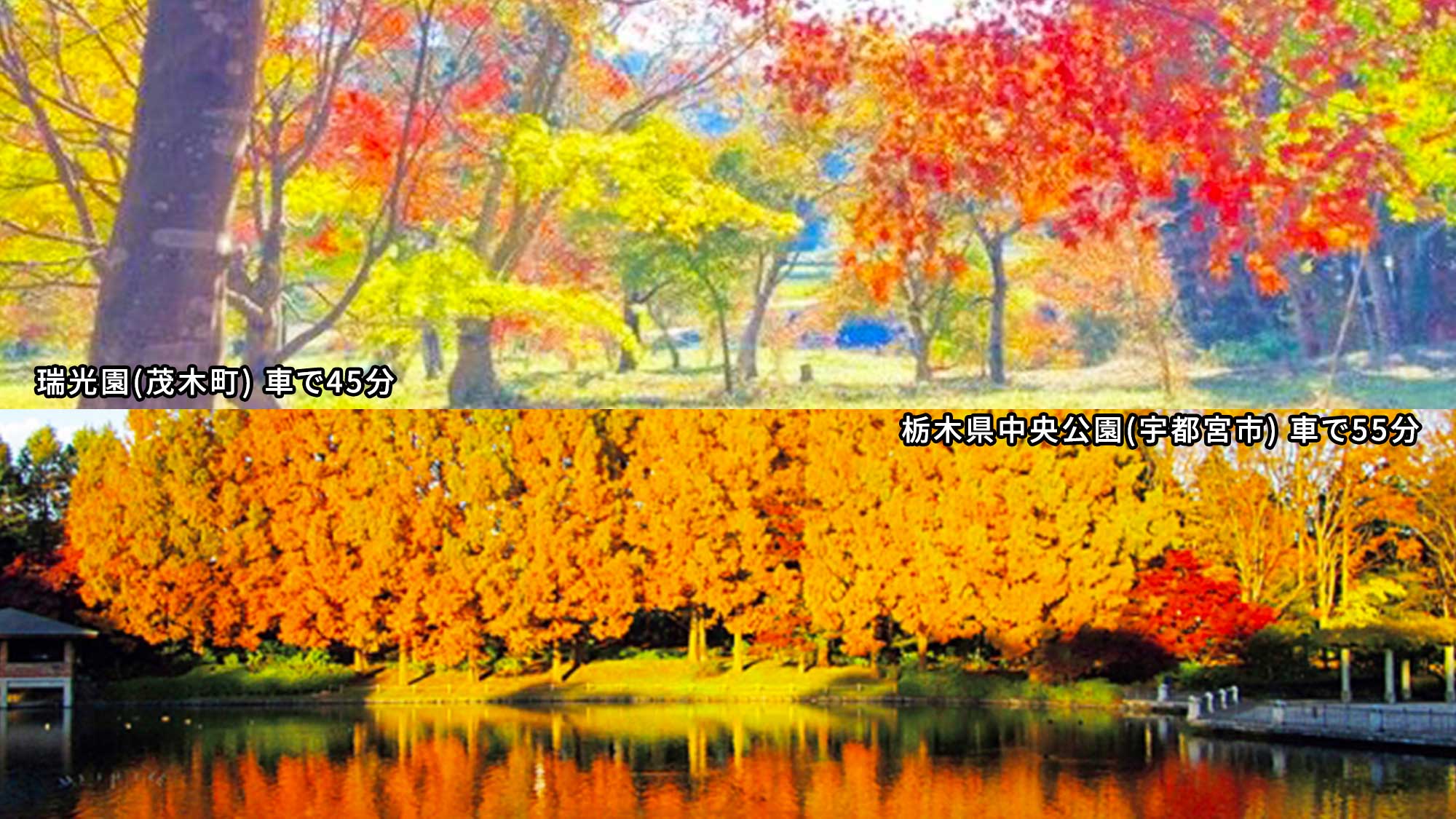【紅葉スポット】瑞光園(茂木町)車で45分／栃木県中央公園(宇都宮市)車で55分