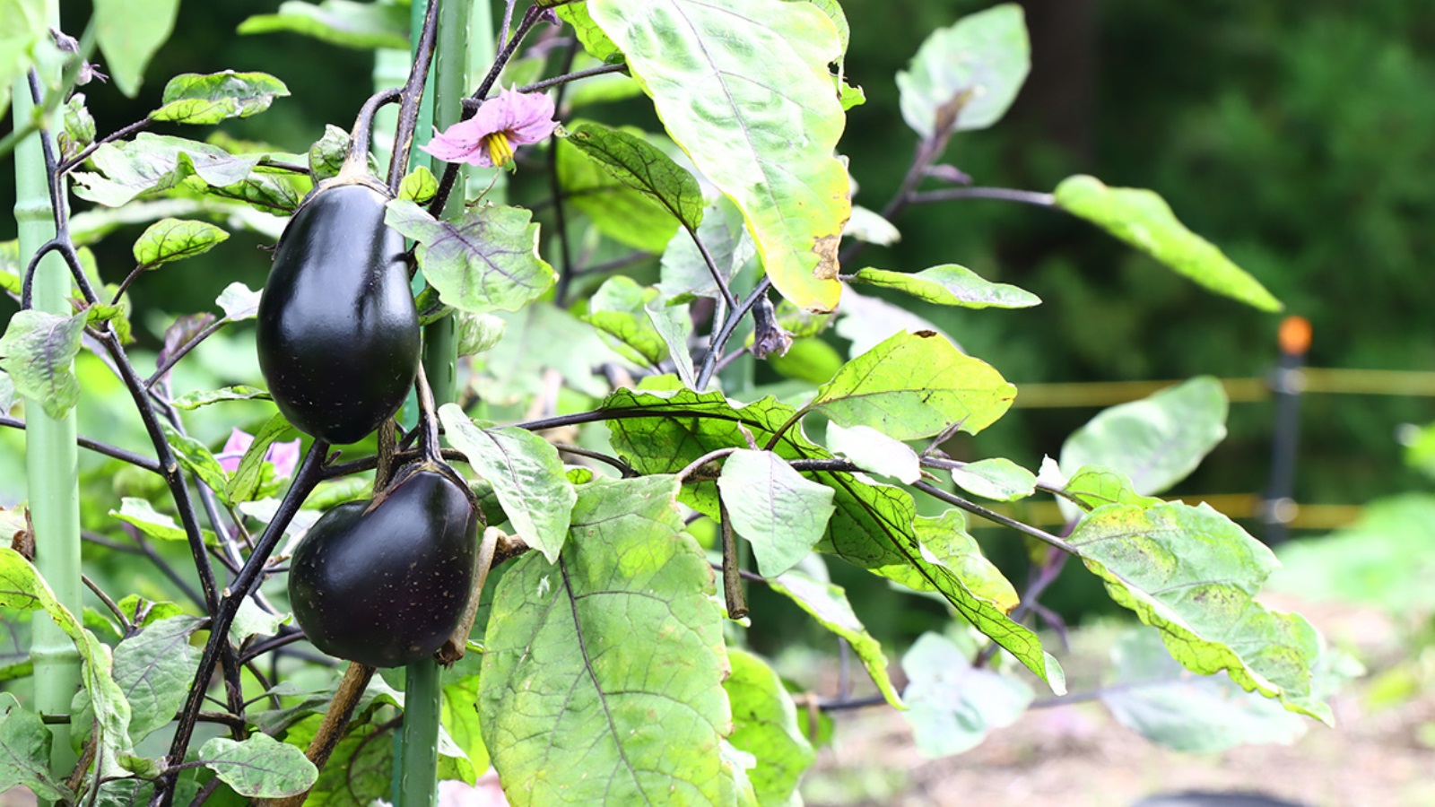 【グリーン/夕食のみ】＜連泊限定＞早朝出発におすすめ！夕食のみご用意♪地産地消と自家製野菜の家庭料理