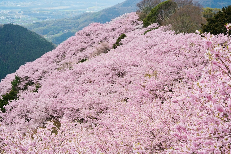 八百萬神之御殿　桜