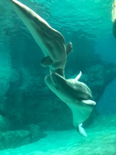 名古屋港水族館