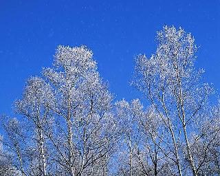 樹氷