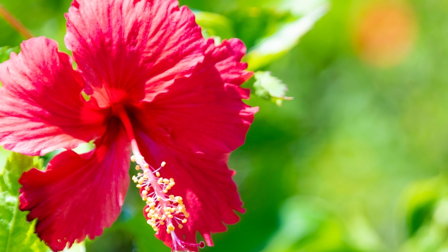 【ハイビスカス】沖縄を代表する花といえばハイビスカス。