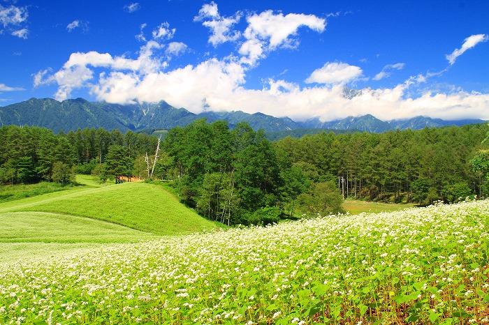 ホテル周辺の景観／そば畑と北アルプス連山