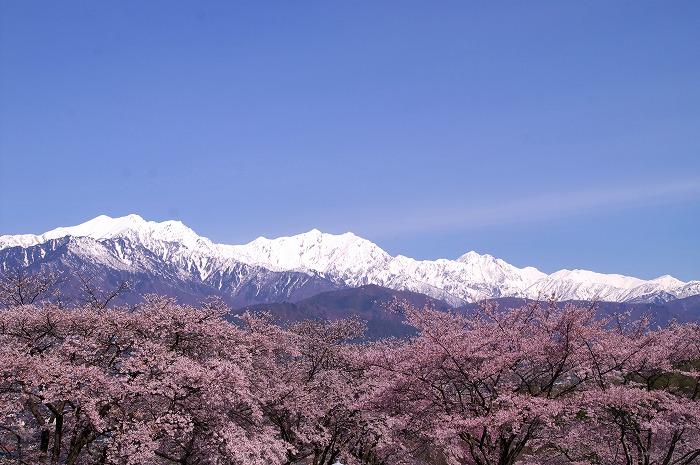 ホテル周辺の景観／桜と北アルプス