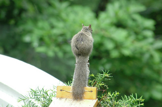 ラクゥーンのトトロ