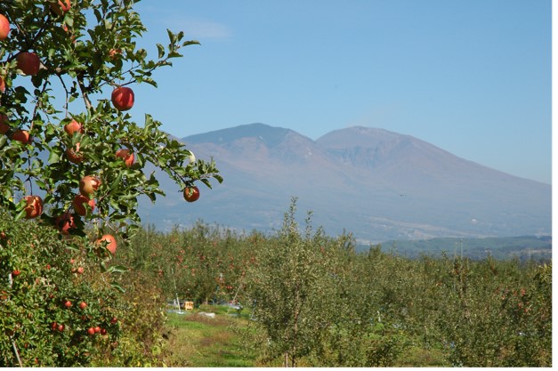 りんごと浅間山