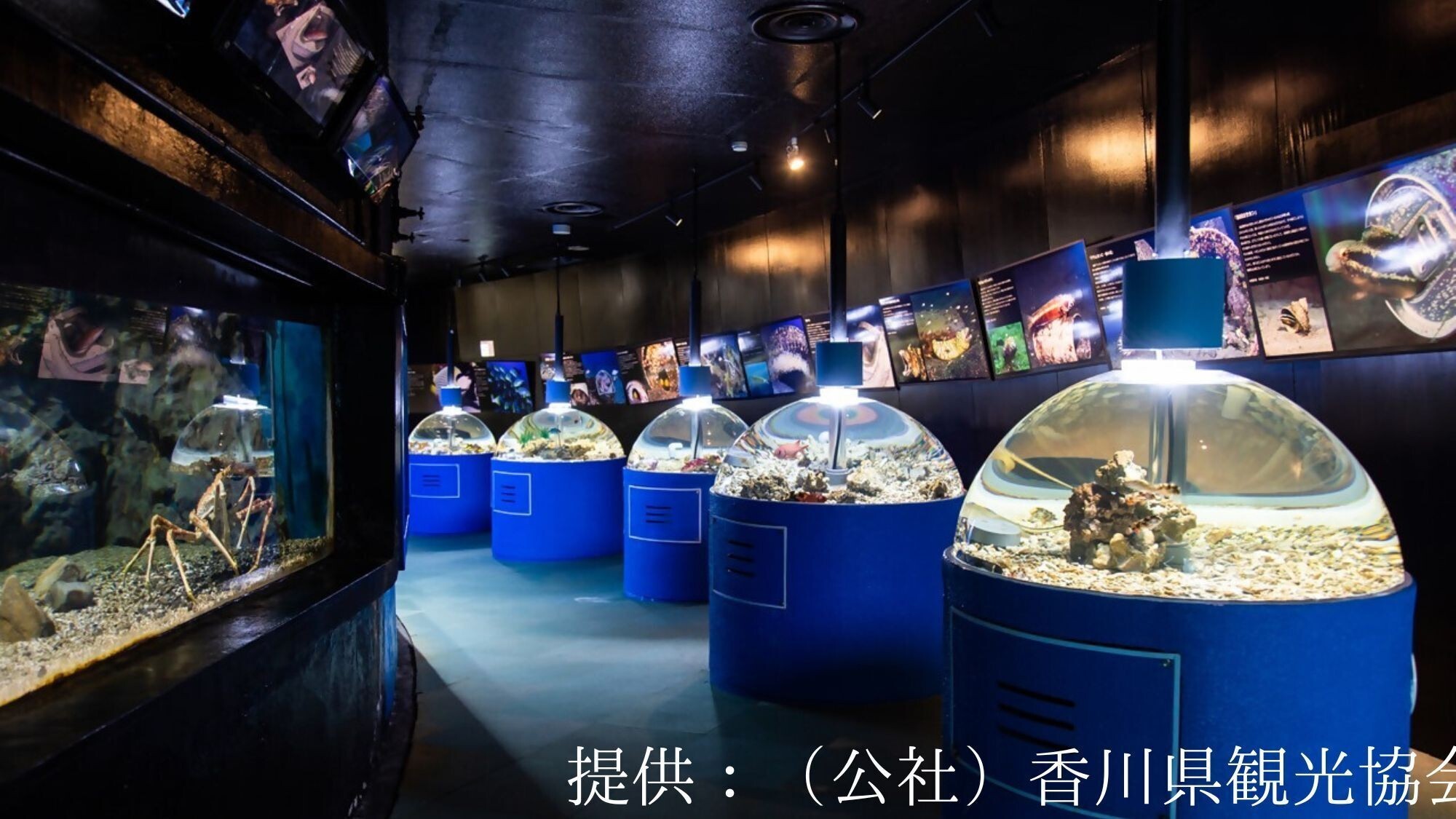 【観光画像】新屋島水族館