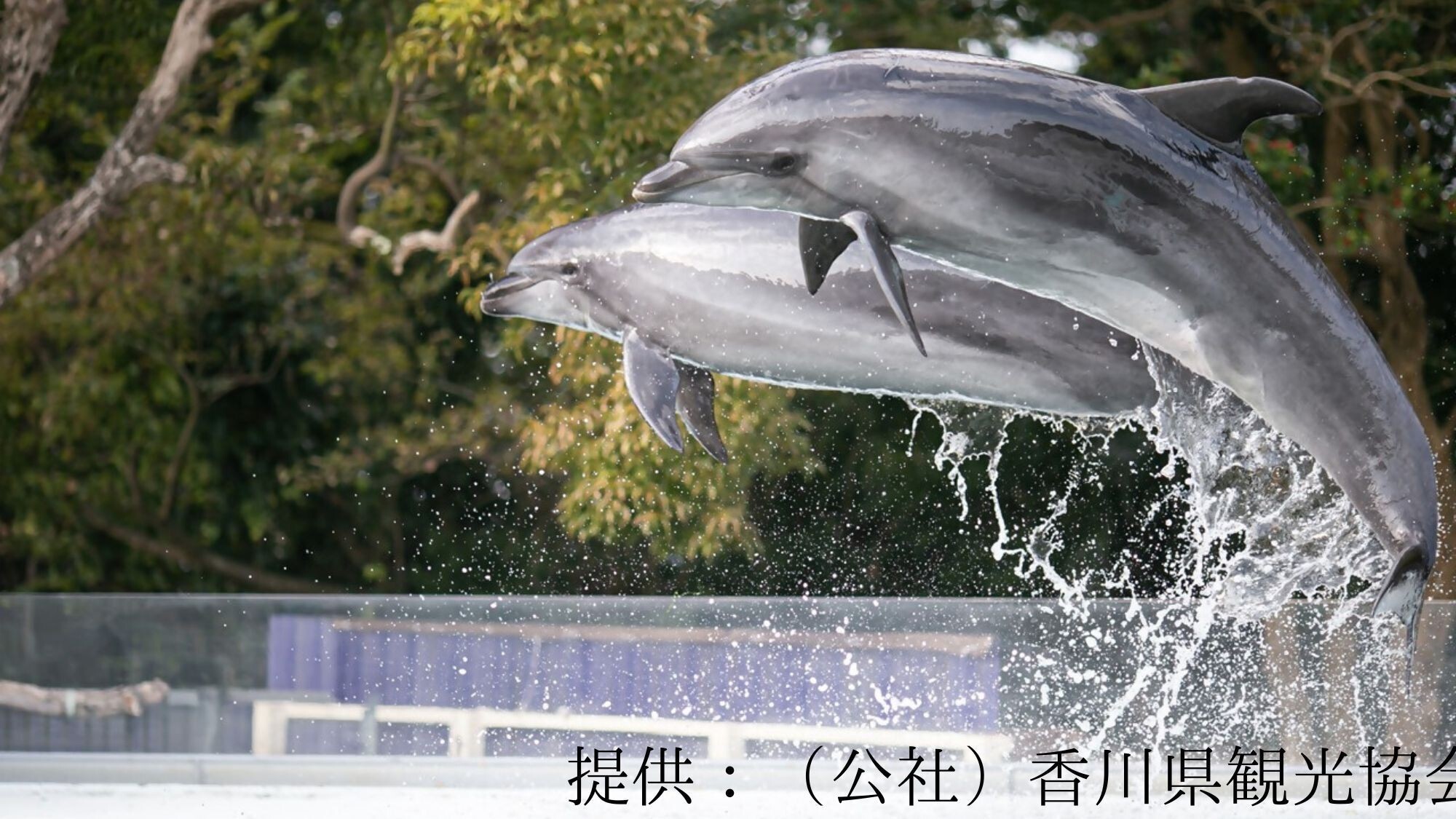 【観光画像】新屋島水族館