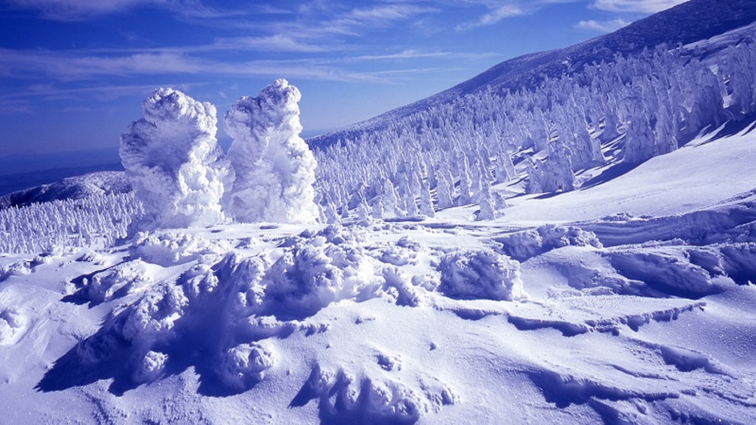 蔵王の樹氷　（写真提供：山形観光物産協会）