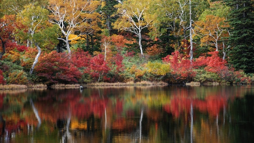 ◆景色｜赤・黄・緑色のバランスが美しい北海道の紅葉。本州とは異なる美しさの紅葉を見ることができます。