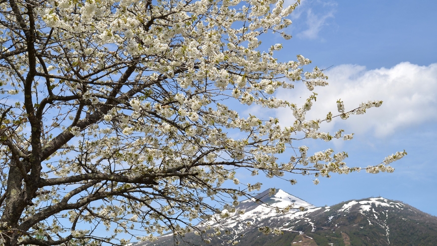◆景色｜美しい桜と雪が残る山々。力強い緑の息吹を感じる、春の北海道も魅力的です。