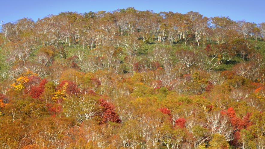 ◆景色｜針葉樹と広葉樹が織り成す絶妙な紅葉。山々に囲まれたニセコならではの秋の風景です。