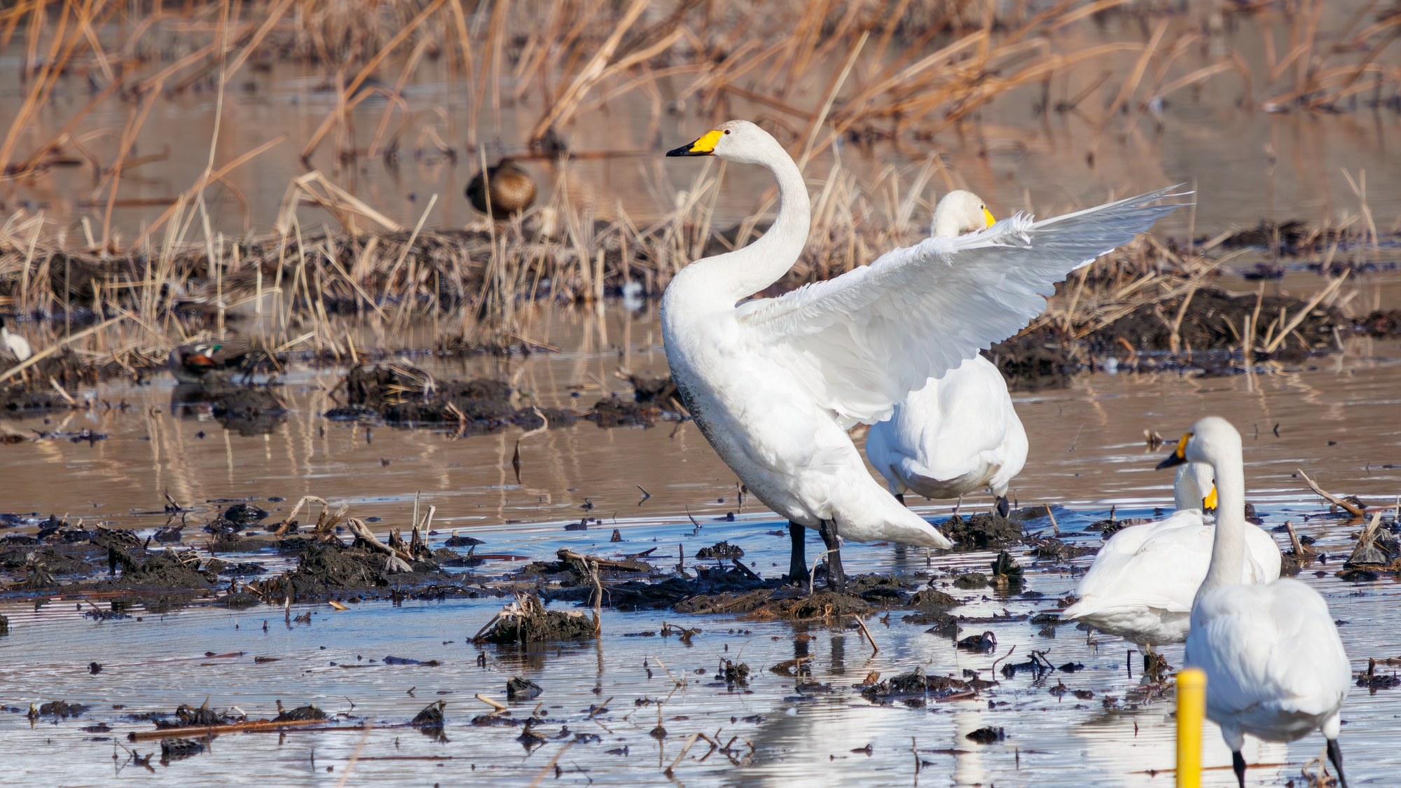 【渡良瀬遊水地】当館から車で約30分