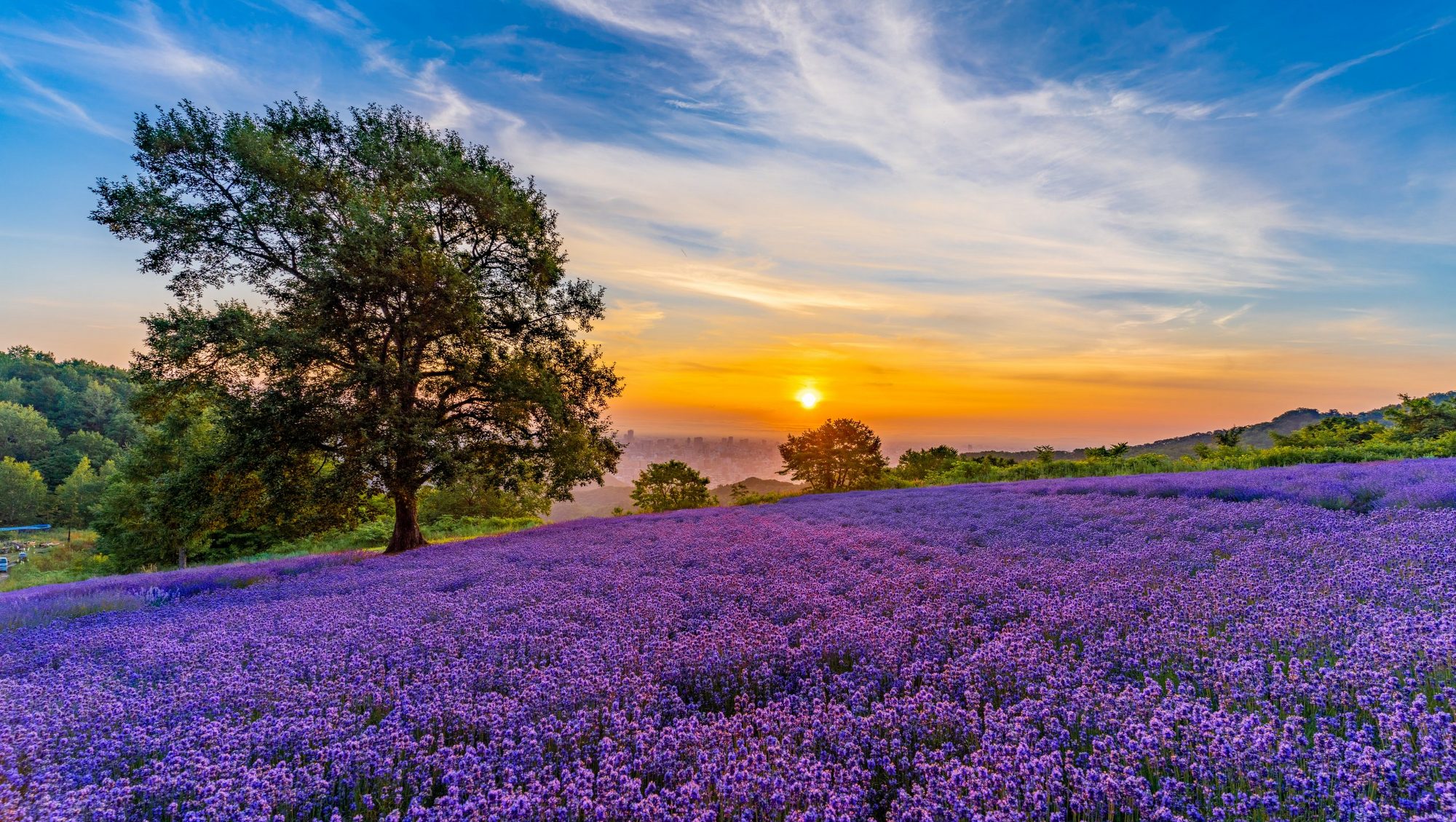 幌見峠／例年7月頃に見ごろを迎える峠のラベンダー。地下鉄円山公園駅から車で約10分※撮影／不明