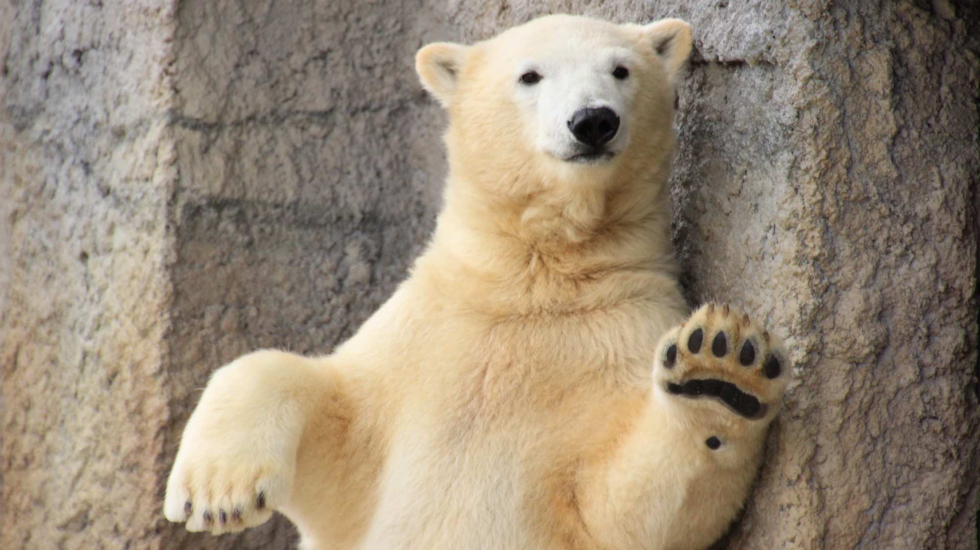札幌市円山動物園／イキイキとした動物の姿が見られるホッキョクグマ館やアジアゾーンなどが人気